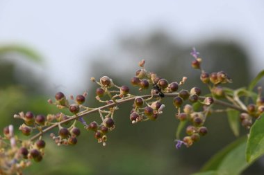 Vitex negundo meyveleri. Diğer adı Çin iffet ağacı, beş terk edilmiş iffet, at nalı viteksi, nisinda ve Nirgundi. Bu büyük bir aromatik çalı. Bu bir Ayurvedic ilacı..