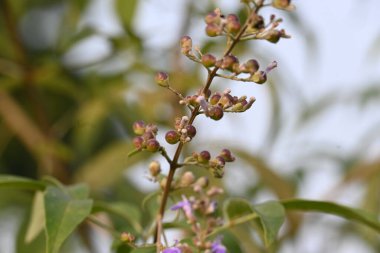 Vitex negundo meyveleri. Diğer adı Çin iffet ağacı, beş terk edilmiş iffet, at nalı viteksi, nisinda ve Nirgundi. Bu büyük bir aromatik çalı. Bu bir Ayurvedic ilacı..