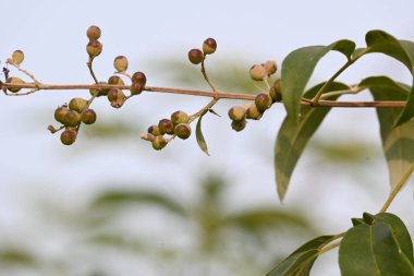 Vitex negundo meyveleri. Diğer adı Çin iffet ağacı, beş terk edilmiş iffet, at nalı viteksi, nisinda ve Nirgundi. Büyük bir aromatik çalılık. Bu bir Ayurvedic ilacı..