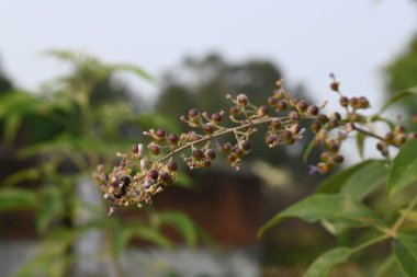 Vitex negundo meyveleri. Diğer adı Çin iffet ağacı, beş terk edilmiş iffet, at nalı viteksi, nisinda ve Nirgundi. Büyük bir aromatik çalılık. Bu bir Ayurvedic ilacı..