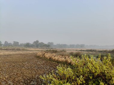 Pirinç sapı tarlaya bağlanmış. Tarım çeltik ekinleri yığını. Taze pirinç hasattan sonra tarım arazisinde bulunur. Hasattan sonra, çeltik tarlası bağlandı ve şimdi eve götürülmeye hazır..
