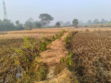 Pirinç sapı tarlaya bağlanmış. Tarım çeltik ekinleri yığını. Taze pirinç hasattan sonra tarım arazisinde bulunur. Hasattan sonra, çeltik tarlası bağlandı ve şimdi eve götürülmeye hazır..