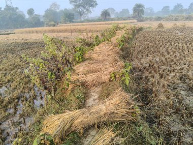 Pirinç sapı tarlaya bağlanmış. Tarım çeltik ekinleri yığını. Taze pirinç hasattan sonra tarım arazisinde bulunur. Hasattan sonra, çeltik tarlası bağlandı ve şimdi eve götürülmeye hazır..
