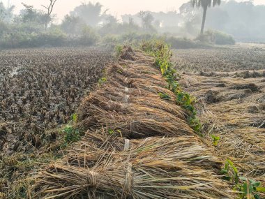 Pirinç sapı tarlaya bağlanmış. Tarım çeltik ekinleri yığını. Taze pirinç hasattan sonra tarım arazisinde bulunur. Hasattan sonra, çeltik tarlası bağlandı ve şimdi eve götürülmeye hazır..
