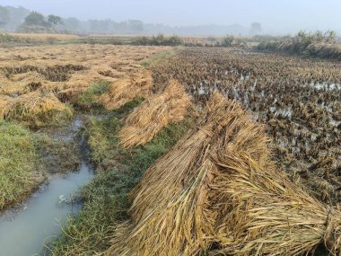 Pirinç sapı tarlaya bağlanmış. Tarım çeltik ekinleri yığını. Taze pirinç hasattan sonra tarım arazisinde bulunur. Hasattan sonra, çeltik tarlası bağlandı ve şimdi eve götürülmeye hazır..