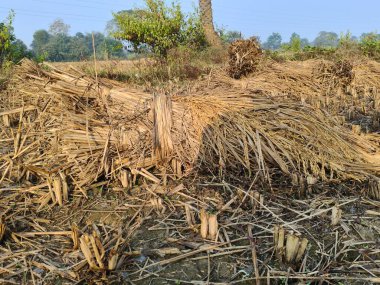 Pirinç sapı tarlaya bağlanmış. Tarım çeltik ekinleri yığını. Taze pirinç hasattan sonra tarım arazisinde bulunur. Hasattan sonra, çeltik tarlası bağlandı ve şimdi eve götürülmeye hazır..