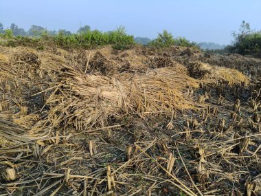 Pirinç sapı tarlaya bağlanmış. Tarım çeltik ekinleri yığını. Taze pirinç hasattan sonra tarım arazisinde bulunur. Hasattan sonra, çeltik tarlası bağlandı ve şimdi eve götürülmeye hazır..