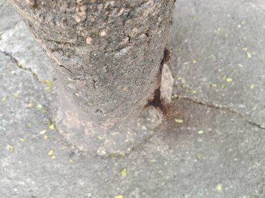 Balçık akısı hastalığından etkilenen Syzygium cumini ağacı. Bakteriyel balçık ve bakteriyel wetwood olarak da bilinir, bir ağaç bakteri hastalığıdır. Bu yaradan süzülmesine neden olur..