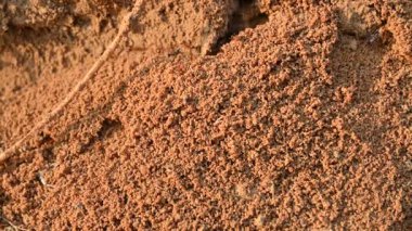 Yuvadaki birçok ateş karıncaları veya kırmızı karıncalar. Ateş karıncaları, Solenopsis cinsindeki birkaç karınca türüdür. Çöl karıncalarında vahşi kırmızı ateş karıncalarının makro görüntüsü..