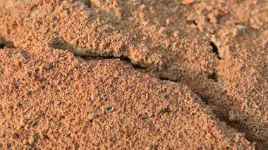 Yuvadaki birçok ateş karıncaları veya kırmızı karıncalar. Ateş karıncaları, Solenopsis cinsindeki birkaç karınca türüdür. Çöl karıncalarında vahşi kırmızı ateş karıncalarının makro görüntüsü..