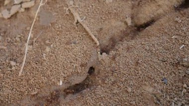 Yuvadaki birçok ateş karıncaları veya kırmızı karıncalar. Ateş karıncaları, Solenopsis cinsindeki birkaç karınca türüdür. Çöl karıncalarında vahşi kırmızı ateş karıncalarının makro görüntüsü..