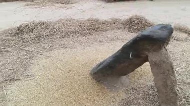 Çiftçi pirinç bitkileri kayalara saçıldı. Tahılları ayırmak için, pirinç bitkileri büyük bir taşa vurarak besleniyor. Hindistan 'da geleneksel tahıl harmanlama yöntemleri. Tarım işi.