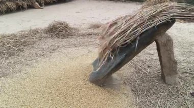 Çiftçi pirinç bitkileri kayalara saçıldı. Tahılları ayırmak için, pirinç bitkileri büyük bir taşa vurarak besleniyor. Hindistan 'da geleneksel tahıl harmanlama yöntemleri. Tarım işi.