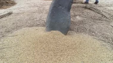 Çiftçi pirinç bitkileri kayalara saçıldı. Tahılları ayırmak için, pirinç bitkileri büyük bir taşa vurarak besleniyor. Hindistan 'da geleneksel tahıl harmanlama yöntemleri. Tarım işi.