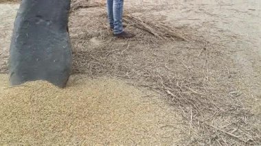 Çiftçi pirinç bitkileri kayalara saçıldı. Tahılları ayırmak için, pirinç bitkileri büyük bir taşa vurarak besleniyor. Hindistan 'da geleneksel tahıl harmanlama yöntemleri. Tarım işi.