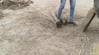 Çiftçi pirinç bitkileri kayalara saçıldı. Tahılları ayırmak için, pirinç bitkileri büyük bir taşa vurarak besleniyor. Hindistan 'da geleneksel tahıl harmanlama yöntemleri. Tarım işi.