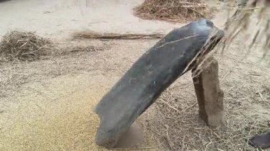 Çiftçi pirinç bitkileri kayalara saçıldı. Tahılları ayırmak için, pirinç bitkileri büyük bir taşa vurarak besleniyor. Hindistan 'da geleneksel tahıl harmanlama yöntemleri. Tarım işi.