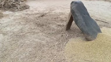Çiftçi pirinç bitkileri kayalara saçıldı. Tahılları ayırmak için, pirinç bitkileri büyük bir taşa vurarak besleniyor. Hindistan 'da geleneksel tahıl harmanlama yöntemleri. Tarım işi.