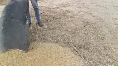 Çiftçi pirinç bitkileri kayalara saçıldı. Tahılları ayırmak için, pirinç bitkileri büyük bir taşa vurarak besleniyor. Hindistan 'da geleneksel tahıl harmanlama yöntemleri. Tarım işi.