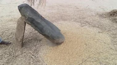 Çiftçi pirinç bitkileri kayalara saçıldı. Tahılları ayırmak için, pirinç bitkileri büyük bir taşa vurarak besleniyor. Hindistan 'da geleneksel tahıl harmanlama yöntemleri. Tarım işi.