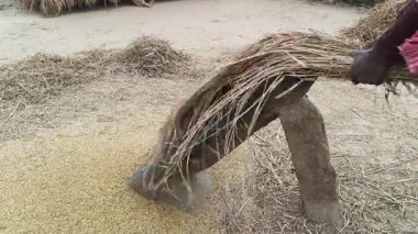 Çiftçi pirinç bitkileri kayalara saçıldı. Tahılları ayırmak için, pirinç bitkileri büyük bir taşa vurarak besleniyor. Hindistan 'da geleneksel tahıl harmanlama yöntemleri. Tarım işi.