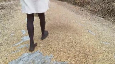 Pirinç tanelerinden saman temizleme. Harmanladıktan sonra Winnowing yapıldı. Karışım havaya savrulur böylece rüzgar hafif samanı savururken ağır taneler geri düşer..