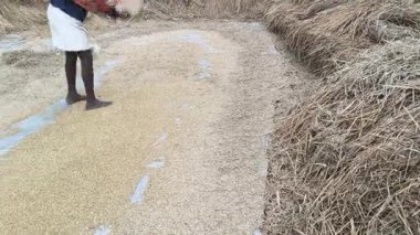 Pirinç tanelerinden saman temizleme. Harmanladıktan sonra Winnowing yapıldı. Karışım havaya savrulur böylece rüzgar hafif samanı savururken ağır taneler geri düşer..