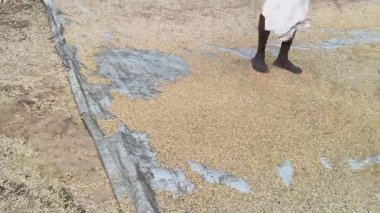 Pirinç tanelerinden saman temizleme. Harmanladıktan sonra Winnowing yapıldı. Karışım havaya savrulur böylece rüzgar hafif samanı savururken ağır taneler geri düşer..