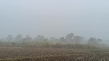 Yoğun bir sabah sisi altında sakin bir manzara. Önplanda, yeşil ağaçlar ve yapraklar uzak tarlaların ve ormanların puslu görüntüsü, sessiz, atmosferik ve doğal bir manzara yaratıyor..