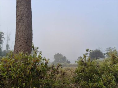 Yoğun bir sabah sisi altında sakin bir manzara. Önplanda, yeşil ağaçlar ve yapraklar uzak tarlaların ve ormanların puslu görüntüsü, sessiz, atmosferik ve doğal bir manzara yaratıyor..