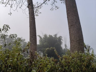 Yoğun bir sabah sisi altında sakin bir manzara. Önplanda, yeşil ağaçlar ve yapraklar uzak tarlaların ve ormanların puslu görüntüsü, sessiz, atmosferik ve doğal bir manzara yaratıyor..