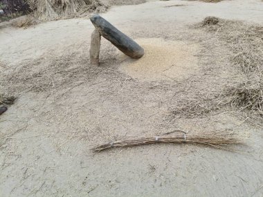 Pirinç bitkileri kayanın üzerinde dövülmüş. Tahılları ayırmak için, pirinç bitkileri büyük bir taşa vurarak besleniyor. Hindistan 'da geleneksel tahıl harmanlama yöntemleri. Tarım işi.