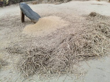 Pirinç bitkileri kayanın üzerinde dövülmüş. Tahılları ayırmak için, pirinç bitkileri büyük bir taşa vurarak besleniyor. Hindistan 'da geleneksel tahıl harmanlama yöntemleri. Tarım işi.