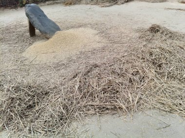 Pirinç bitkileri kayanın üzerinde dövülmüş. Tahılları ayırmak için, pirinç bitkileri büyük bir taşa vurarak besleniyor. Hindistan 'da geleneksel tahıl harmanlama yöntemleri. Tarım işi.