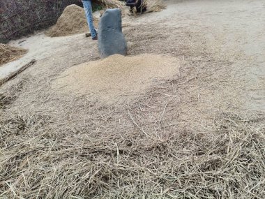 Pirinç bitkileri kayanın üzerinde dövülmüş. Tahılları ayırmak için, pirinç bitkileri büyük bir taşa vurarak besleniyor. Hindistan 'da geleneksel tahıl harmanlama yöntemleri. Tarım işi.