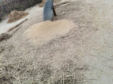 Pirinç bitkileri kayanın üzerinde dövülmüş. Tahılları ayırmak için, pirinç bitkileri büyük bir taşa vurarak besleniyor. Hindistan 'da geleneksel tahıl harmanlama yöntemleri. Tarım işi.