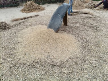 Pirinç bitkileri kayanın üzerinde dövülmüş. Tahılları ayırmak için, pirinç bitkileri büyük bir taşa vurarak besleniyor. Hindistan 'da geleneksel tahıl harmanlama yöntemleri. Tarım işi.