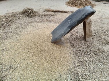 Pirinç bitkileri kayanın üzerinde dövülmüş. Tahılları ayırmak için, pirinç bitkileri büyük bir taşa vurarak besleniyor. Hindistan 'da geleneksel tahıl harmanlama yöntemleri. Tarım işi.