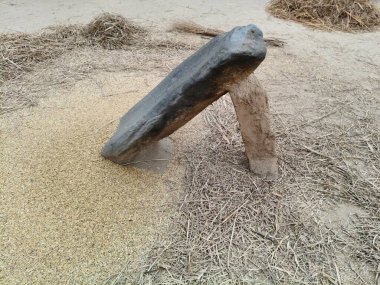 Pirinç bitkileri kayanın üzerinde dövülmüş. Tahılları ayırmak için, pirinç bitkileri büyük bir taşa vurarak besleniyor. Hindistan 'da geleneksel tahıl harmanlama yöntemleri. Tarım işi.