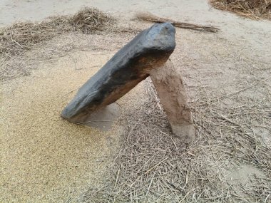 Pirinç bitkileri kayanın üzerinde dövülmüş. Tahılları ayırmak için, pirinç bitkileri büyük bir taşa vurarak besleniyor. Hindistan 'da geleneksel tahıl harmanlama yöntemleri. Tarım işi.