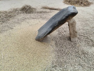 Pirinç bitkileri kayanın üzerinde dövülmüş. Tahılları ayırmak için, pirinç bitkileri büyük bir taşa vurarak besleniyor. Hindistan 'da geleneksel tahıl harmanlama yöntemleri. Tarım işi.