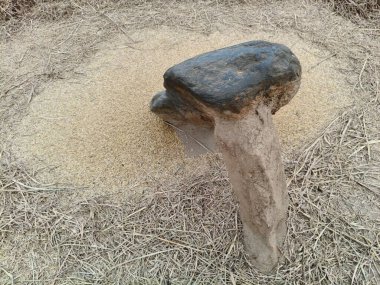 Pirinç bitkileri kayanın üzerinde dövülmüş. Tahılları ayırmak için, pirinç bitkileri büyük bir taşa vurarak besleniyor. Hindistan 'da geleneksel tahıl harmanlama yöntemleri. Tarım işi.