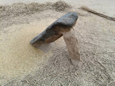 Pirinç bitkileri kayanın üzerinde dövülmüş. Tahılları ayırmak için, pirinç bitkileri büyük bir taşa vurarak besleniyor. Hindistan 'da geleneksel tahıl harmanlama yöntemleri. Tarım işi.