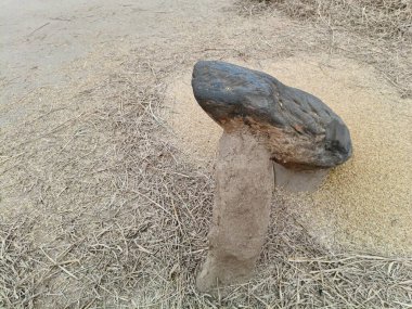 Pirinç bitkileri kayanın üzerinde dövülmüş. Tahılları ayırmak için, pirinç bitkileri büyük bir taşa vurarak besleniyor. Hindistan 'da geleneksel tahıl harmanlama yöntemleri. Tarım işi.