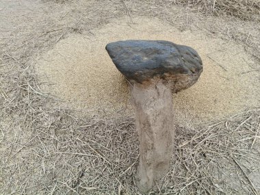 Pirinç bitkileri kayanın üzerinde dövülmüş. Tahılları ayırmak için, pirinç bitkileri büyük bir taşa vurarak besleniyor. Hindistan 'da geleneksel tahıl harmanlama yöntemleri. Tarım işi.