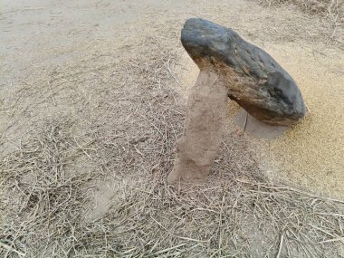 Pirinç bitkileri kayanın üzerinde dövülmüş. Tahılları ayırmak için, pirinç bitkileri büyük bir taşa vurarak besleniyor. Hindistan 'da geleneksel tahıl harmanlama yöntemleri. Tarım işi.