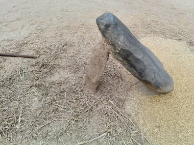 Pirinç bitkileri kayanın üzerinde dövülmüş. Tahılları ayırmak için, pirinç bitkileri büyük bir taşa vurarak besleniyor. Hindistan 'da geleneksel tahıl harmanlama yöntemleri. Tarım işi.