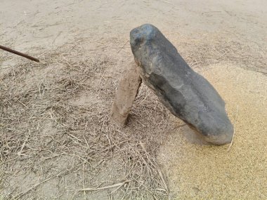 Pirinç bitkileri kayanın üzerinde dövülmüş. Tahılları ayırmak için, pirinç bitkileri büyük bir taşa vurarak besleniyor. Hindistan 'da geleneksel tahıl harmanlama yöntemleri. Tarım işi.