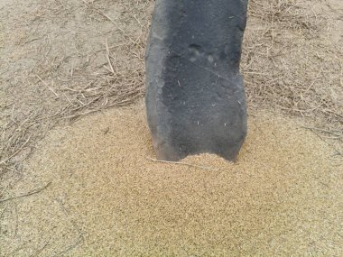 Pirinç bitkileri kayanın üzerinde dövülmüş. Tahılları ayırmak için, pirinç bitkileri büyük bir taşa vurarak besleniyor. Hindistan 'da geleneksel tahıl harmanlama yöntemleri. Tarım işi.