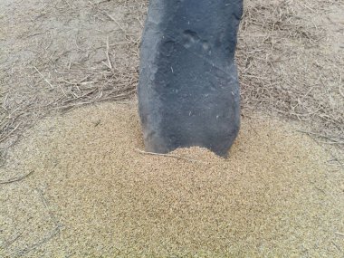 Pirinç bitkileri kayanın üzerinde dövülmüş. Tahılları ayırmak için, pirinç bitkileri büyük bir taşa vurarak besleniyor. Hindistan 'da geleneksel tahıl harmanlama yöntemleri. Tarım işi.